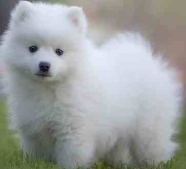 白色犬種推薦 白色犬種推薦