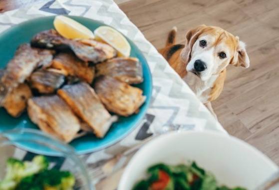 寵物魚類餵食風險 寵物魚類餵食風險