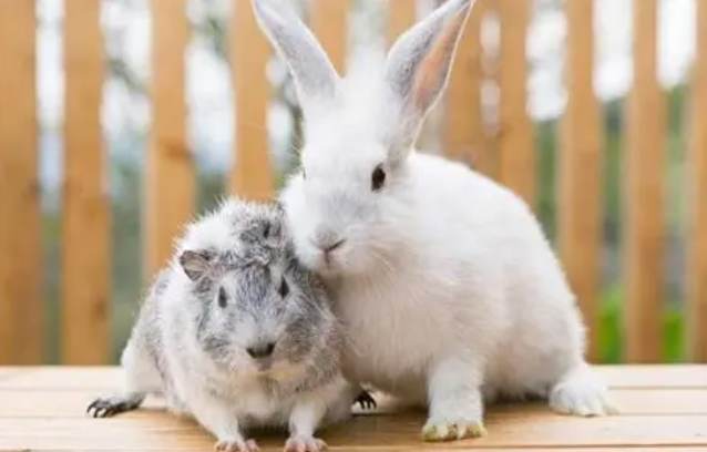 天竺鼠兔子比較