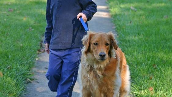 狗狗吃火龍果好處 狗狗吃火龍果好處