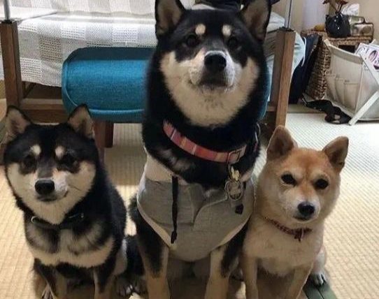 豆柴跟柴犬差別