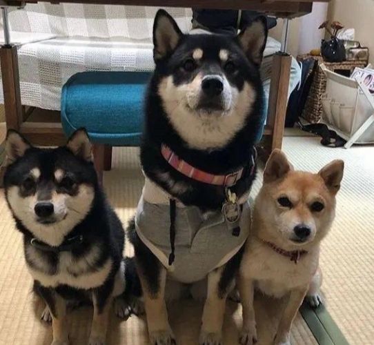 豆柴與柴犬差別全解析：體型、性格、飼養成本深度比較