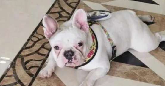 澳洲斗牛犬飼養 澳洲斗牛犬飼養