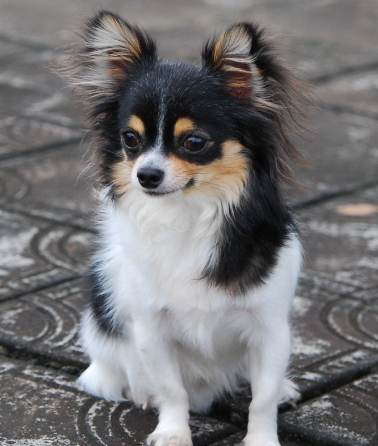 蝴蝶犬飼養成本 蝴蝶犬飼養成本