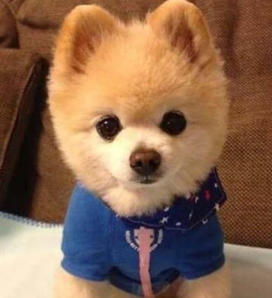 狗狗心臟病分幾期？