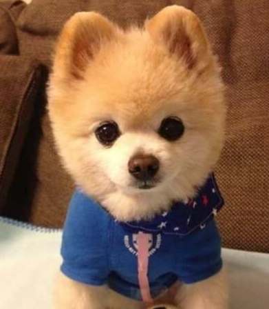 狗狗心臟病分期 狗狗心臟病分期