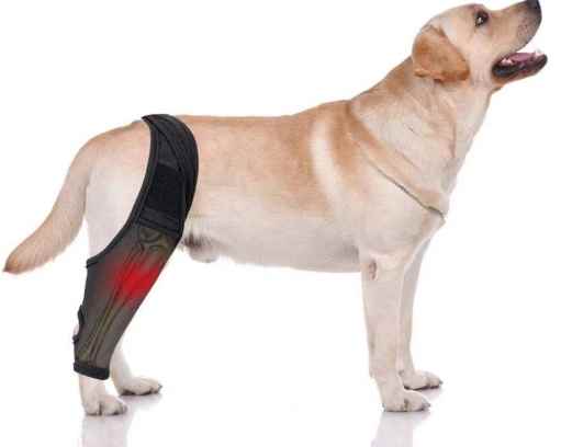 狗狗後腿無力怎麼辦？10大原因與治療方法全解析