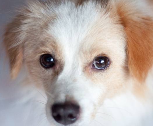 心絲蟲診斷方法 心絲蟲診斷方法