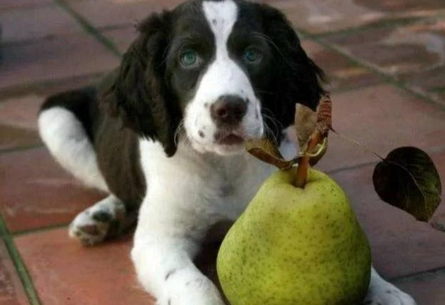 狗狗可以吃西洋梨嗎