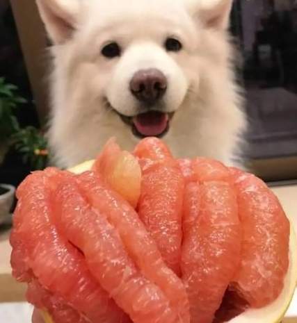 狗狗可以吃柚子嗎 狗狗可以吃柚子嗎