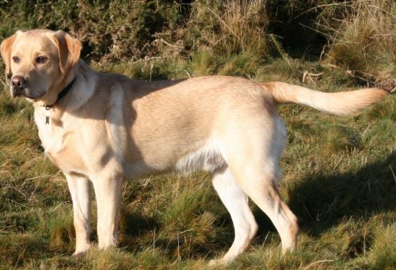 拉布拉多犬优缺点 拉布拉多犬优缺点