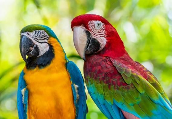 鸚鵡飼養方法 鸚鵡飼養方法