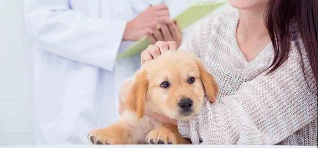 狗結紮情緒管理 狗結紮情緒管理