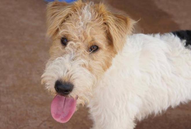 狗狗夜間呼吸急促