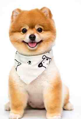 狗心臟病照護 狗心臟病照護