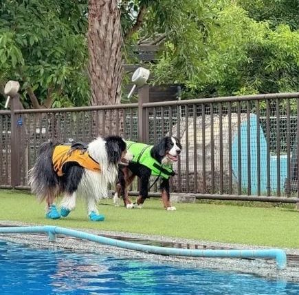桃園寵物游泳池