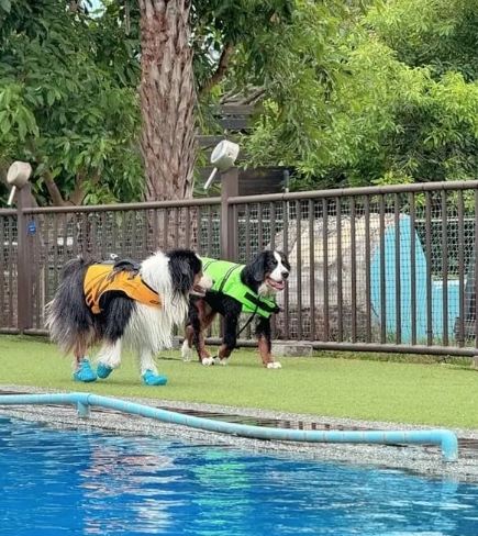 寵物游泳池桃園
