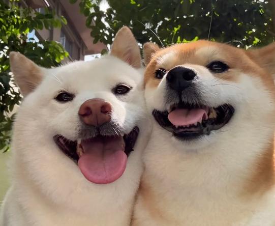 柴犬愛叫 柴犬愛叫