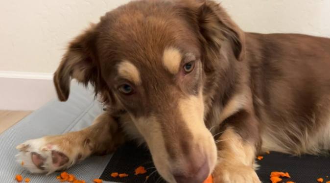 狗狗拉肚子飲食