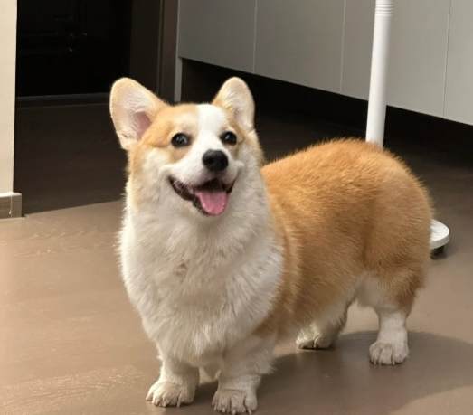 柯基訓練方法 柯基訓練方法