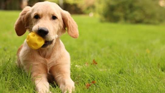 拉布拉多犬毛色 拉布拉多犬毛色