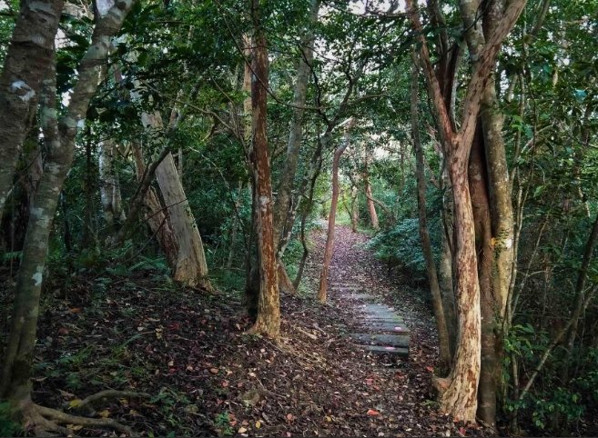 親山步道 親山步道
