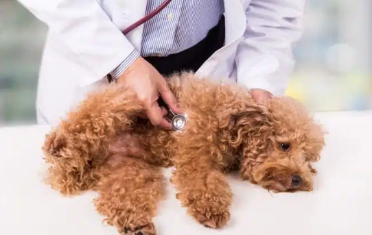 狗狗不吃心絲蟲藥