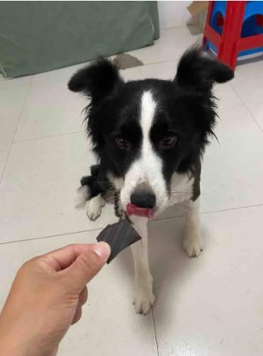 巧克力對狗有毒