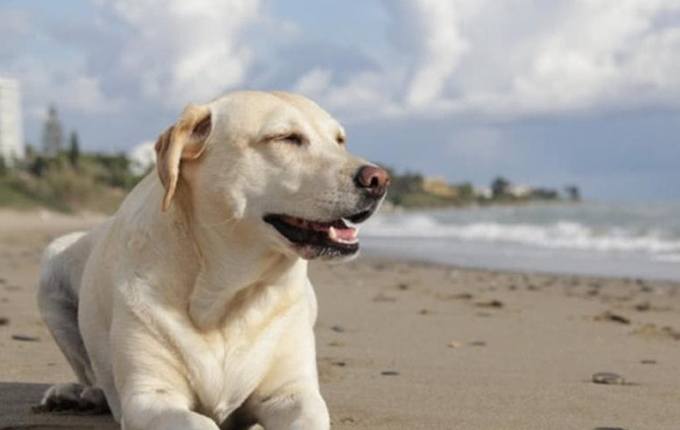 中大型犬飼養 中大型犬飼養