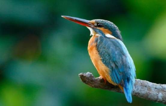 鳥類飲食指南 鳥類飲食指南