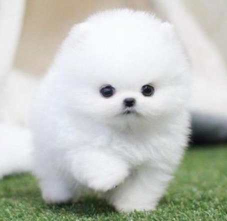 马来西亚茶杯犬多少钱