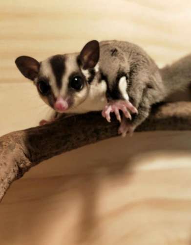 蜜袋鼯咬人處理