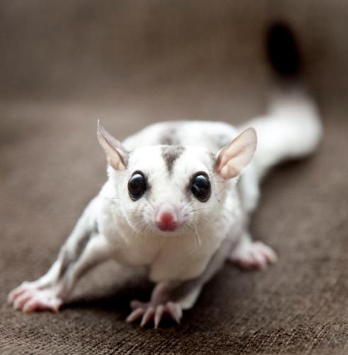 蜜袋鼯掉落處理