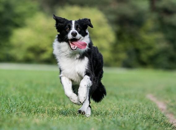 狗舔爪子怎麼辦
