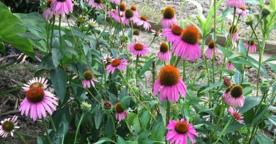 狗紫錐花使用方法