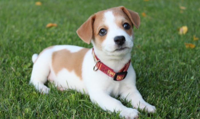 狗吐草使用方法