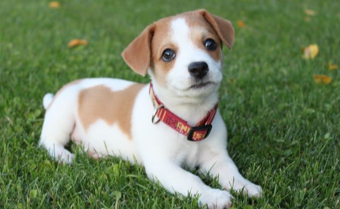 香港寵物飼養法規