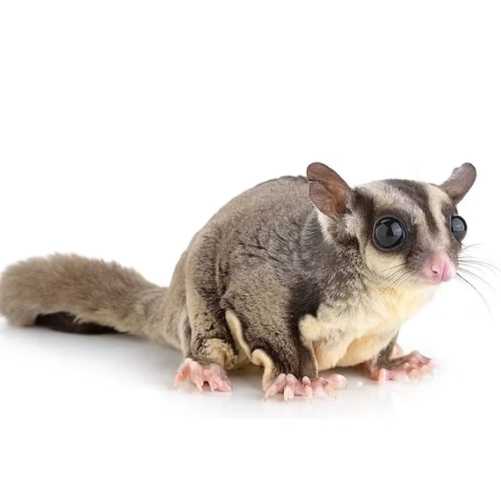 蜜袋鼯掉落處理