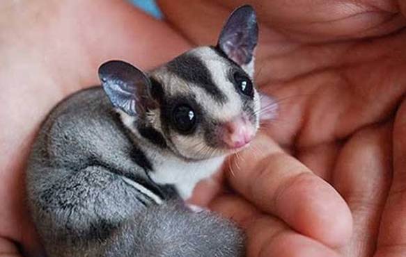 蜜袋鼯咬人原因