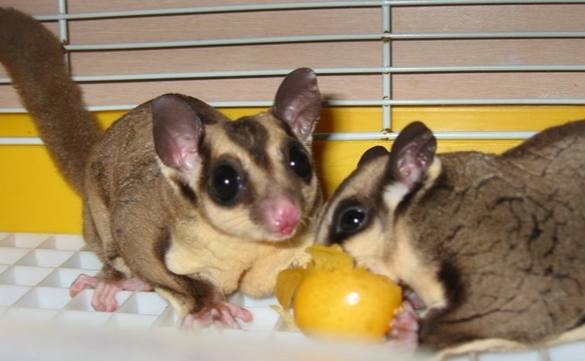 蜜袋鼯懷孕照護