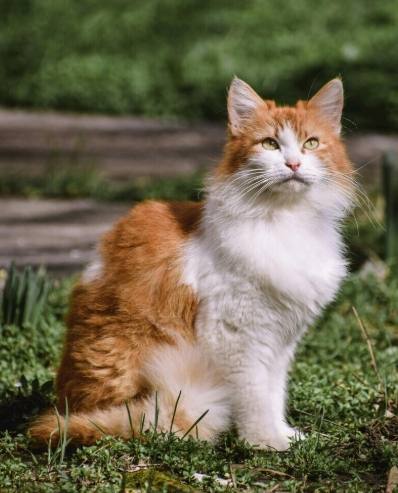 香港動物保護法例