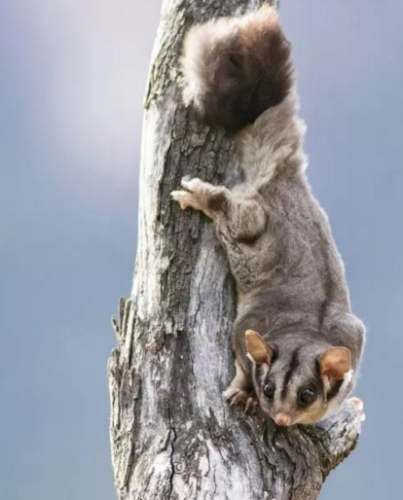 蜜袋鼯怀孕症状