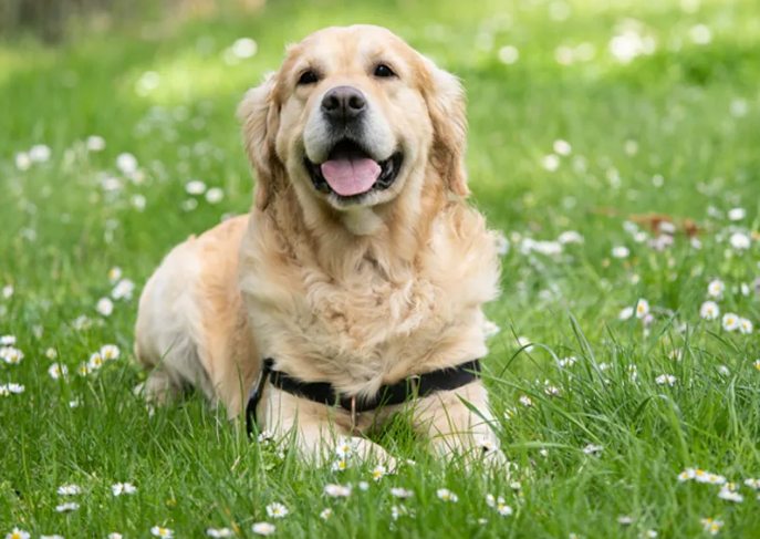 延長狗壽命 延長狗壽命