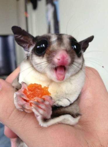 蜜袋鼯親密關係 蜜袋鼯親密關係