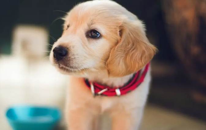 犬耳道增生治療 犬耳道增生治療