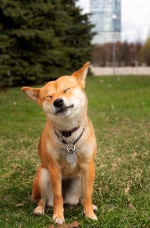 狗狗甩身體耳朵感染