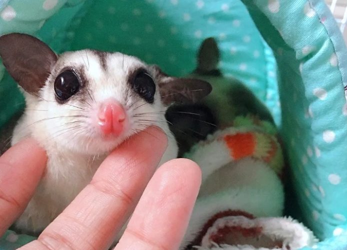 蜜袋鼯行為分析