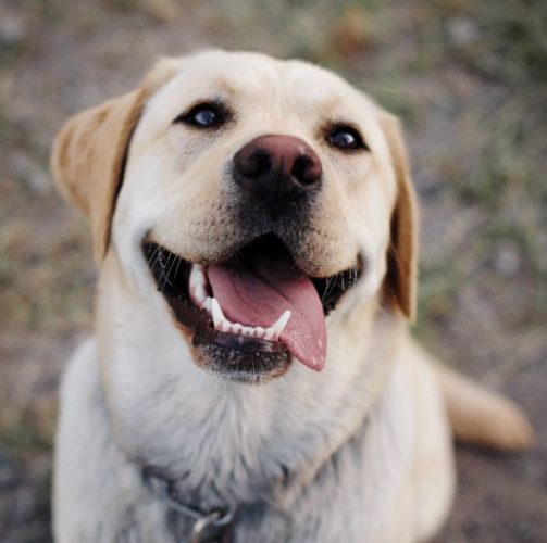 香港寵物飼養法規