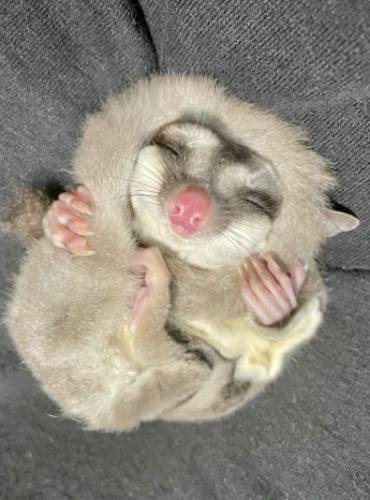 蜜袋鼯睡眠習慣