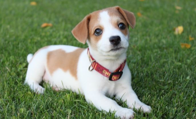 犬種體型標準 犬種體型標準